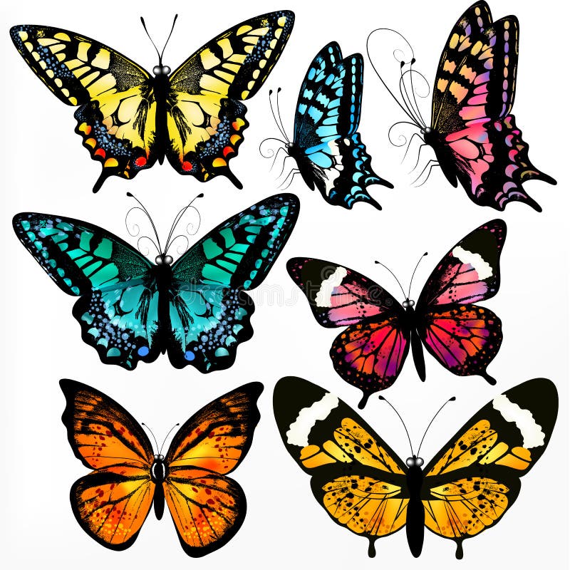 传染媒介现实蝴蝶的五颜六色的收藏设计的