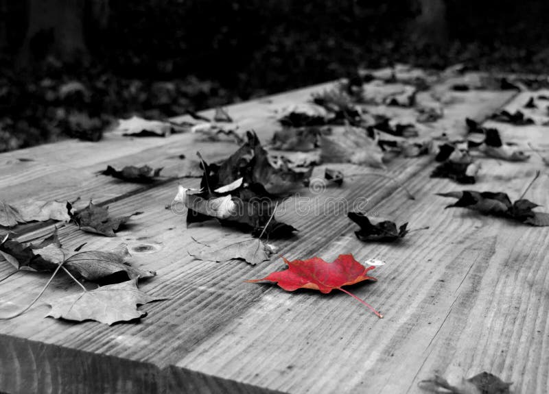 In this mesmerizing black and white photograph, we find ourselves immersed in the heart of autumn's poetic beauty. A rustic picnic table, adorned with a sumptuous carpet of fallen leaves, stands as a silent witness to the changing of seasons. Nature's artistry is on full display, with a single red maple leaf commanding our attention as it takes center stage upon the tabletop. The photograph's monochromatic palette lends an air of timelessness to the scene, capturing the essence of transition and renewal. The rich tapestry of fallen leaves provides a delicate, textural backdrop that invites contemplation. Each leaf, caught in the play of light and shadow, seems to whisper the secrets of the forest. But it is the red maple leaf that steals the show, casting a vivid, fiery hue amidst the grayscale landscape. Its vibrant color symbolizes nature's final flourish before the arrival of winter, a triumphant reminder of life's enduring vitality. The image resonates with a sense of solitude and contemplation, evoking a feeling of nostalgia and the passage of time. It invites viewers to reflect on the cyclical nature of life and the transient beauty of each season. As you explore this photograph, you can almost feel the cool, crisp autumn air and hear the gentle rustle of leaves in the breeze. It serves as a testament to the photographer's keen eye for capturing nature's fleeting moments of splendor and the profound impact of a single, striking detail. This photograph not only encapsulates the essence of autumn but also serves as a reminder that even in the midst of change and transformation, there can be moments of extraordinary beauty. It's a timeless portrayal of nature's artistry, reminding us to appreciate the simple yet profound moments that surround us in the natural world. In this mesmerizing black and white photograph, we find ourselves immersed in the heart of autumn's poetic beauty. A rustic picnic table, adorned with a sumptuous carpet of fallen leaves, stands as a silent witness to the changing of seasons. Nature's artistry is on full display, with a single red maple leaf commanding our attention as it takes center stage upon the tabletop. The photograph's monochromatic palette lends an air of timelessness to the scene, capturing the essence of transition and renewal. The rich tapestry of fallen leaves provides a delicate, textural backdrop that invites contemplation. Each leaf, caught in the play of light and shadow, seems to whisper the secrets of the forest. But it is the red maple leaf that steals the show, casting a vivid, fiery hue amidst the grayscale landscape. Its vibrant color symbolizes nature's final flourish before the arrival of winter, a triumphant reminder of life's enduring vitality. The image resonates with a sense of solitude and contemplation, evoking a feeling of nostalgia and the passage of time. It invites viewers to reflect on the cyclical nature of life and the transient beauty of each season. As you explore this photograph, you can almost feel the cool, crisp autumn air and hear the gentle rustle of leaves in the breeze. It serves as a testament to the photographer's keen eye for capturing nature's fleeting moments of splendor and the profound impact of a single, striking detail. This photograph not only encapsulates the essence of autumn but also serves as a reminder that even in the midst of change and transformation, there can be moments of extraordinary beauty. It's a timeless portrayal of nature's artistry, reminding us to appreciate the simple yet profound moments that surround us in the natural world.