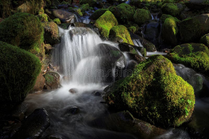 Taken in Olympic National Park near Sol Duc Falls in Washington State. Taken in Olympic National Park near Sol Duc Falls in Washington State.