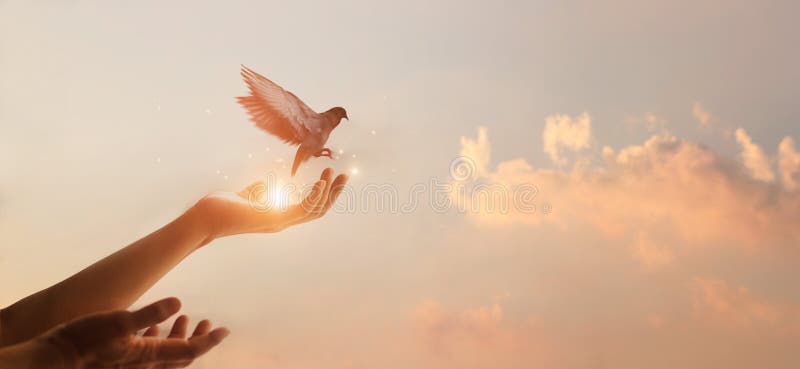 女人祈祷，自由鸟在夕阳背景中享受大自然，希望的概念库存图片. 图片 ...