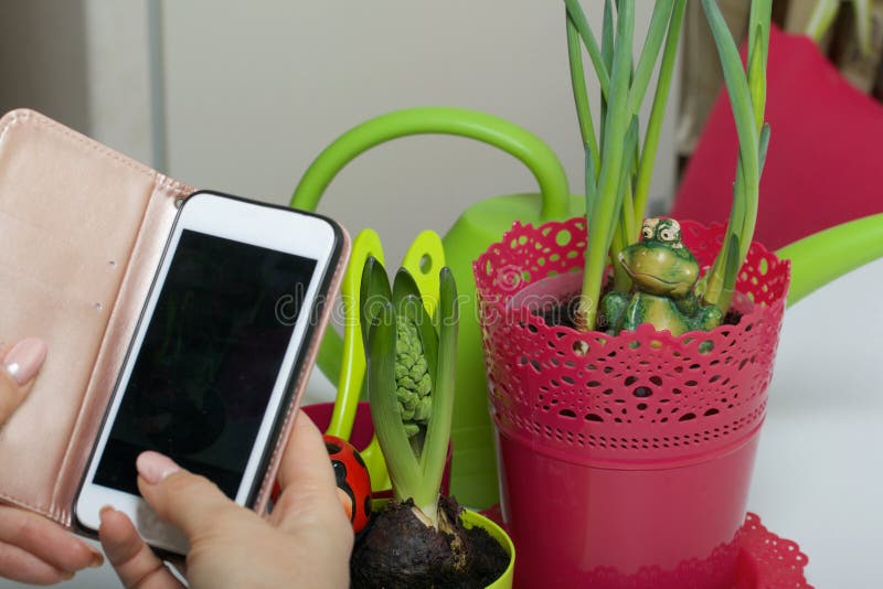 The girl photographs on a smartphone hyacinth and daffodil in a pot. Clay drinkers are next to the flowers. The girl photographs on a smartphone hyacinth and daffodil in a pot. Clay drinkers are next to the flowers.