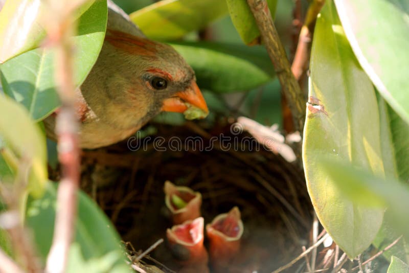 A female cardinal bird has a green worm in its mouth to feed her three babies in the nest. One of the babies has a worm in its throught. All three babies have thier mouths open. A female cardinal bird has a green worm in its mouth to feed her three babies in the nest. One of the babies has a worm in its throught. All three babies have thier mouths open