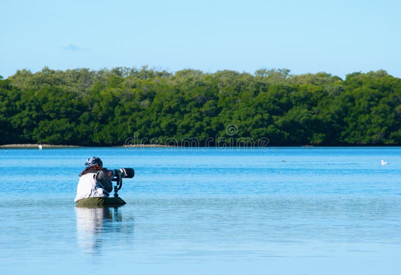 Professional female nature photographer shooting in the Florida mangroves. Professional female nature photographer shooting in the Florida mangroves