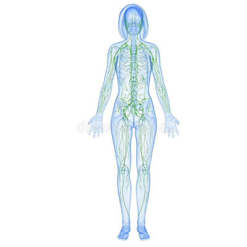 Female anatomy illustration of the Lymphatic system isolated. Female anatomy illustration of the Lymphatic system isolated