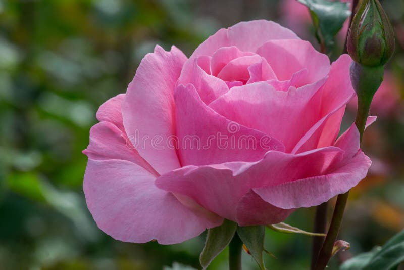 Queen Elizabeth variety, pink rose flower, blurred background. Queen Elizabeth variety, pink rose flower, blurred background