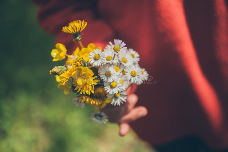 女花童藏品 花花束 春天背景 雏菊花束 宏观观点的美丽的戴西 图库摄影 女花童藏品 花花束 春天背景 雏菊花束 宏观观点的美丽的戴西 图库摄影
