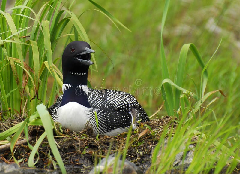 A common loon sits on her nest on a wilderness lake. A common loon sits on her nest on a wilderness lake.