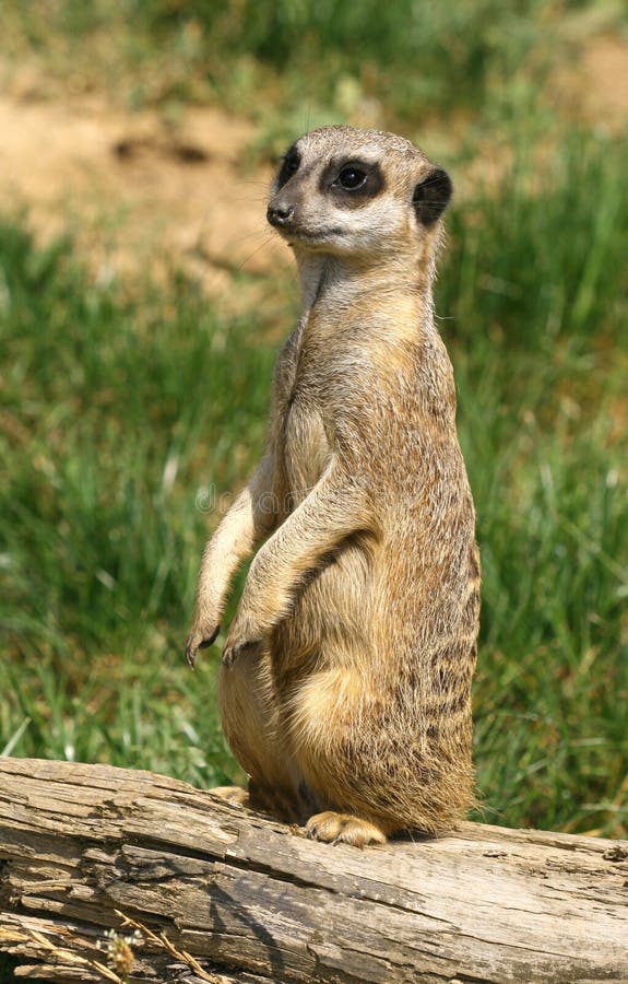 好奇meerkat