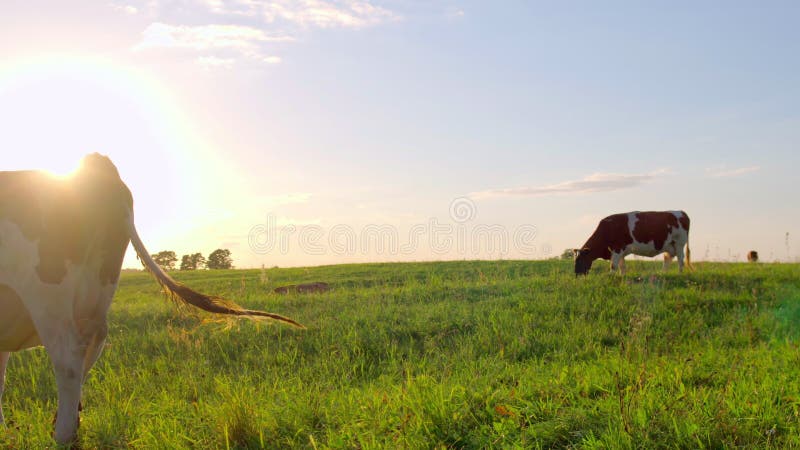 好奇母牛在草甸