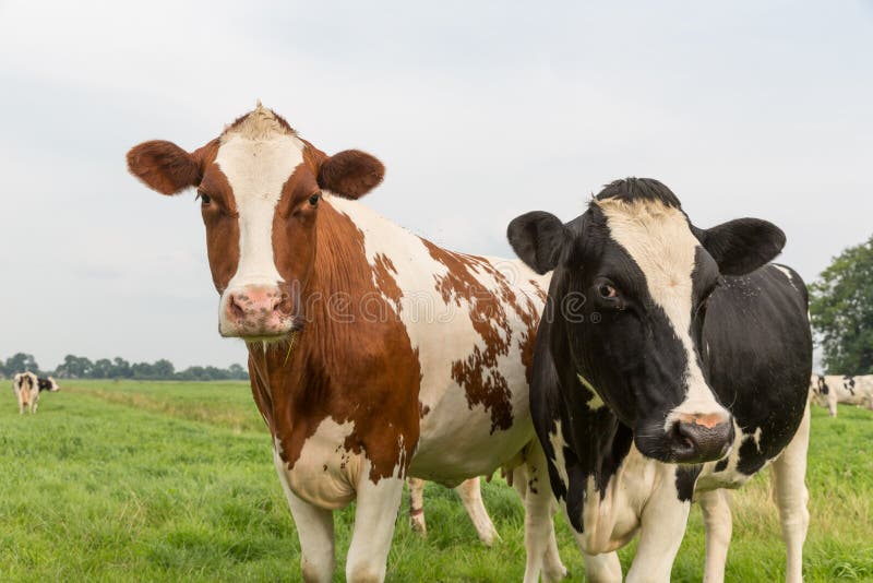 好奇母牛在荷兰牧场地