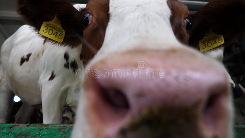 好奇的奶牛看着摄像机，用大湿鼻子嗅着鸡舍. 可爱的友好型显示器