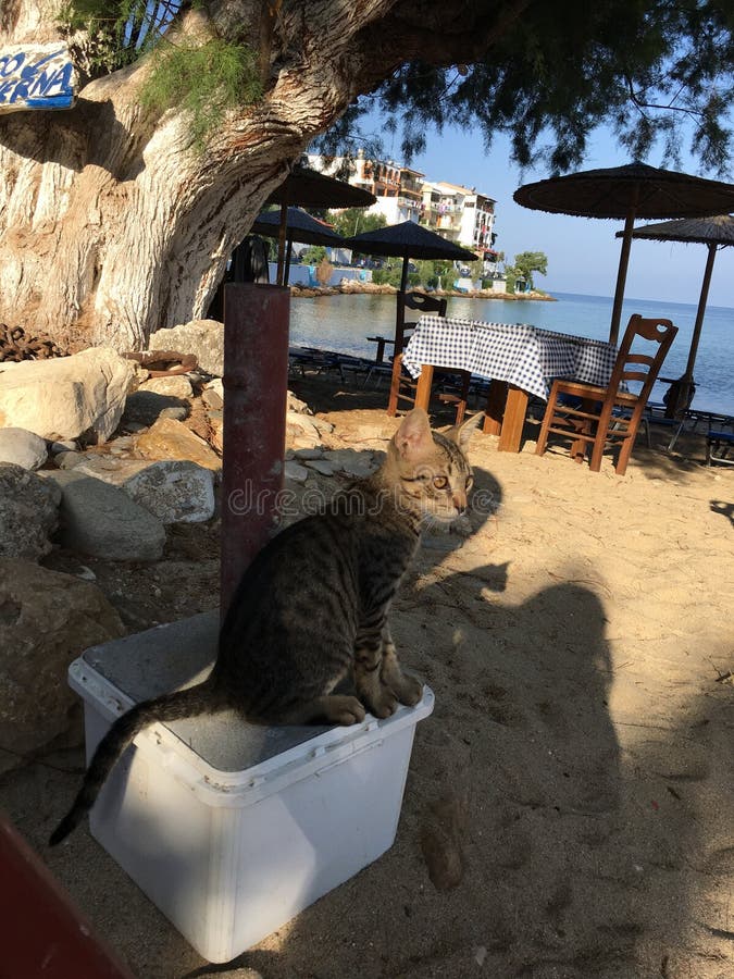 好奇看看在海滨的猫 免版税库存图片 好奇看看在海滨的猫 免版税库存图片