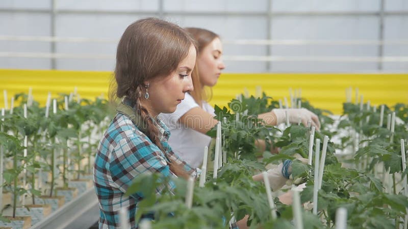 妇女在高蕃茄灌木上把橡皮筋儿放在温室