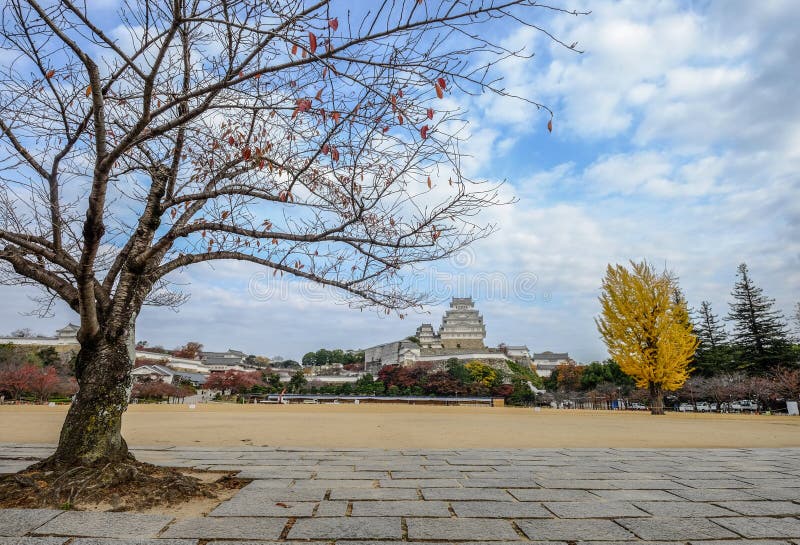 姬路城和银杏树树在秋天 免版税库存图片