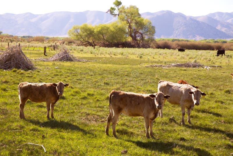 威胁吃草在加利福尼亚草甸的牛