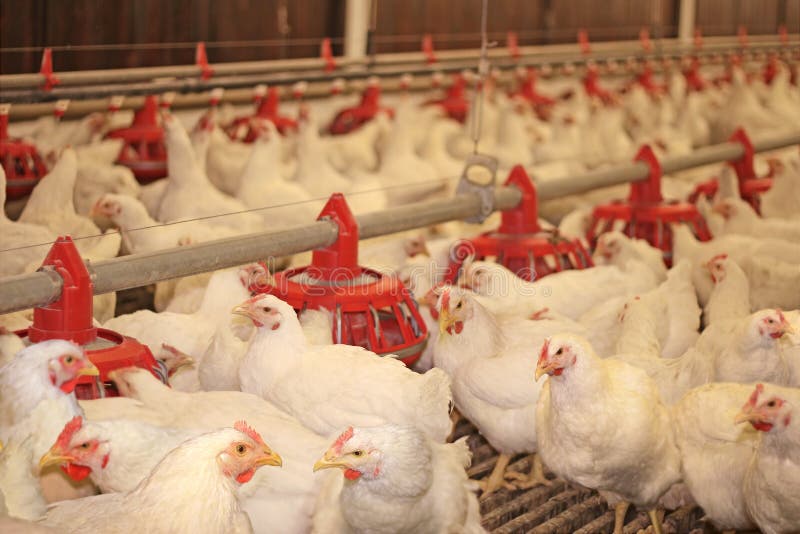 Chicken farm, eggs and poultry production. Chicken farm, eggs and poultry production