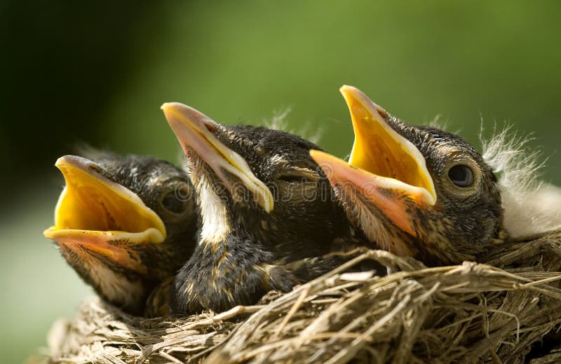 A closeup of three baby robins in a nest, shallow depth of field, horizontal with copy space. A closeup of three baby robins in a nest, shallow depth of field, horizontal with copy space