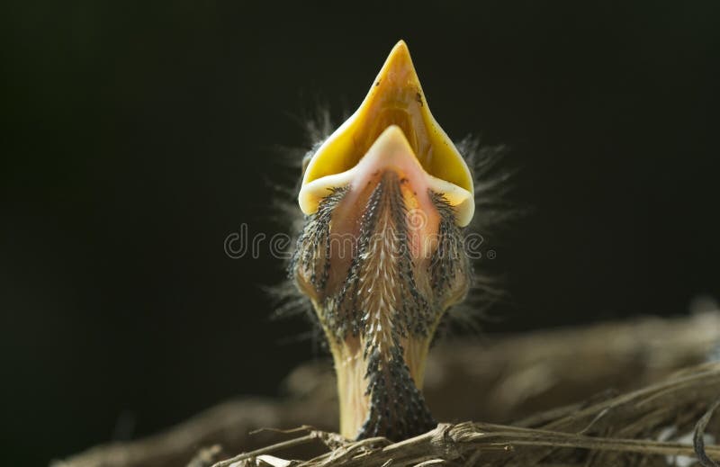 A closeup of a baby robin in a nest with mouth open waiting on the Mother bird to feed him, horizontal with copy space, shallow depth of field. A closeup of a baby robin in a nest with mouth open waiting on the Mother bird to feed him, horizontal with copy space, shallow depth of field