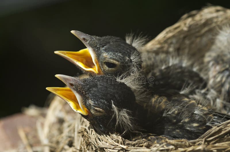 Two baby robins in a nest with open mouths, horizontal with selective focus on baby birds, copy space. Two baby robins in a nest with open mouths, horizontal with selective focus on baby birds, copy space