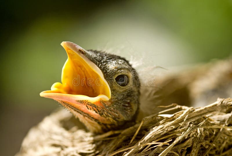 A closeup of a hungry baby robin in nest, copy space selective focus. A closeup of a hungry baby robin in nest, copy space selective focus