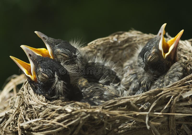 Three baby Robins in a nest with mouths open and eyes closed, closeup with selective focus, horizontal with copy space. Three baby Robins in a nest with mouths open and eyes closed, closeup with selective focus, horizontal with copy space