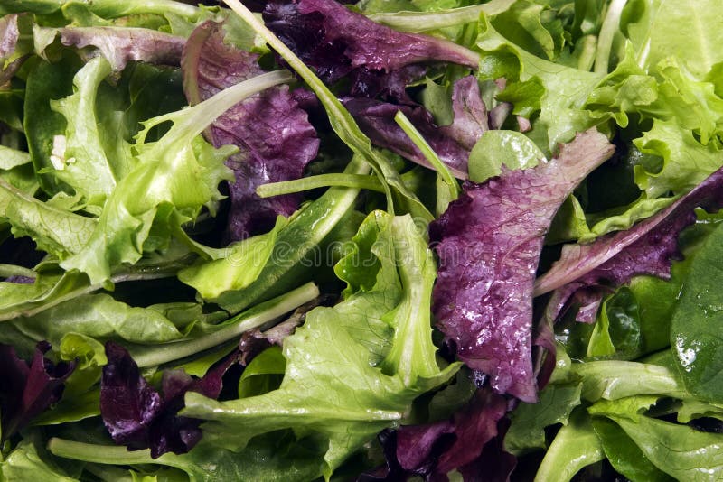 A close up of mixed baby green and red lettuce. A close up of mixed baby green and red lettuce