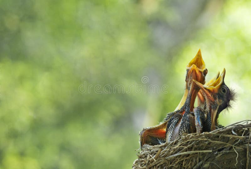 Three very hungry baby robins in a nest with their mouths open wide, shallow depth of field with lots of copy space, selective focus, horizontal. Three very hungry baby robins in a nest with their mouths open wide, shallow depth of field with lots of copy space, selective focus, horizontal
