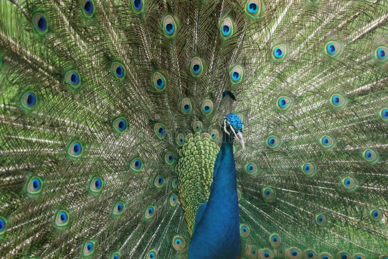 Portrait of Peacock with Feathers Out. Portrait of Peacock with Feathers Out