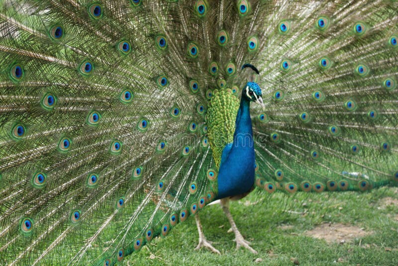 Portrait of Peacock with Feathers Out. Portrait of Peacock with Feathers Out