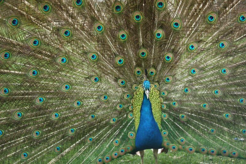 Portrait of Peacock with Feathers Out. Portrait of Peacock with Feathers Out