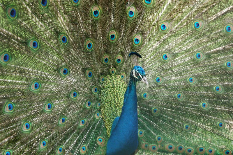 Portrait of Peacock with Feathers Out. Portrait of Peacock with Feathers Out