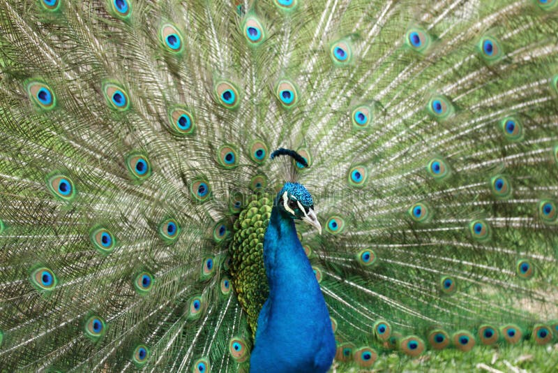 Portrait of Peacock with Feathers Out. Portrait of Peacock with Feathers Out