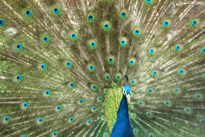 Portrait of Peacock with Feathers Out. Portrait of Peacock with Feathers Out