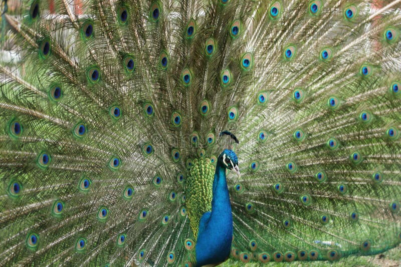 Portrait of Peacock with Feathers Out. Portrait of Peacock with Feathers Out