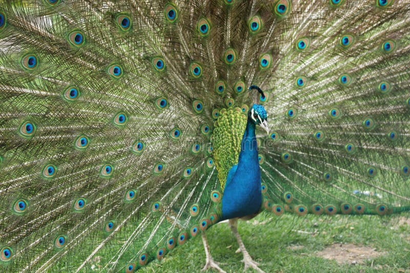 Portrait of Peacock with Feathers Out. Portrait of Peacock with Feathers Out