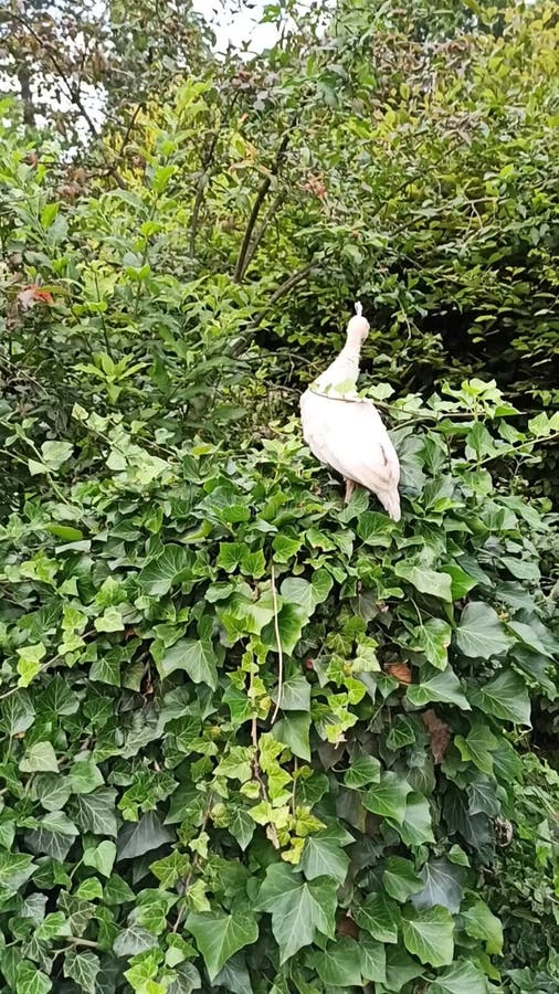 孔雀在灌木上
