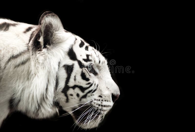 孟加拉白色老虎
