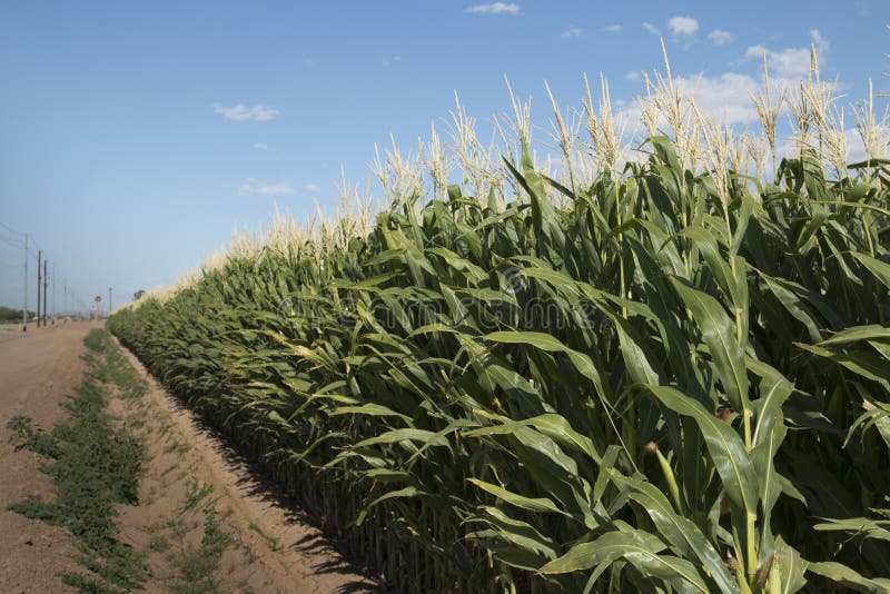 Monsanto GMO farm corn crop in the desert. Monsanto GMO farm corn crop in the desert