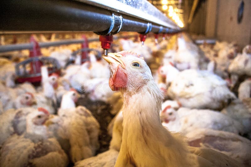 Chicken Farm, Poultry in Santa Catarina State, Brazil. Chicken Farm, Poultry in Santa Catarina State, Brazil