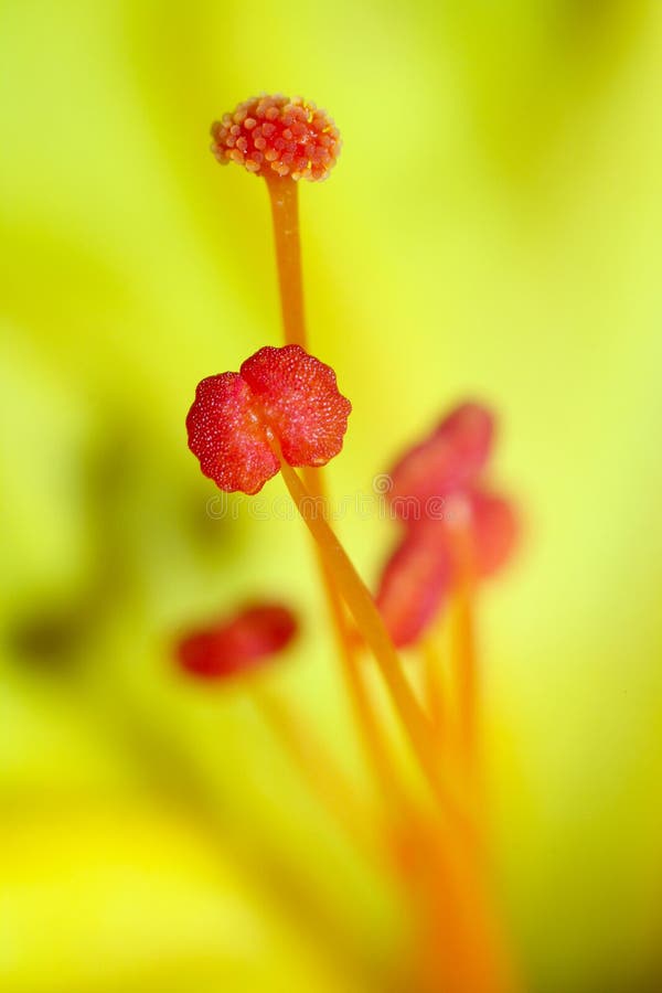 Macro-stamen,Usually difficult to see details of the flower. Macro-stamen,Usually difficult to see details of the flower