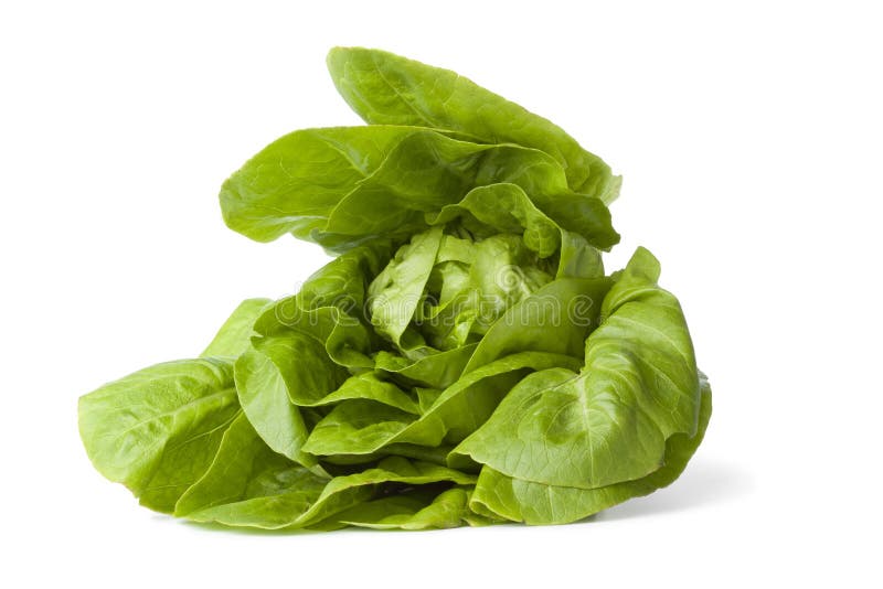 Green little gem lettuce on white background. Green little gem lettuce on white background