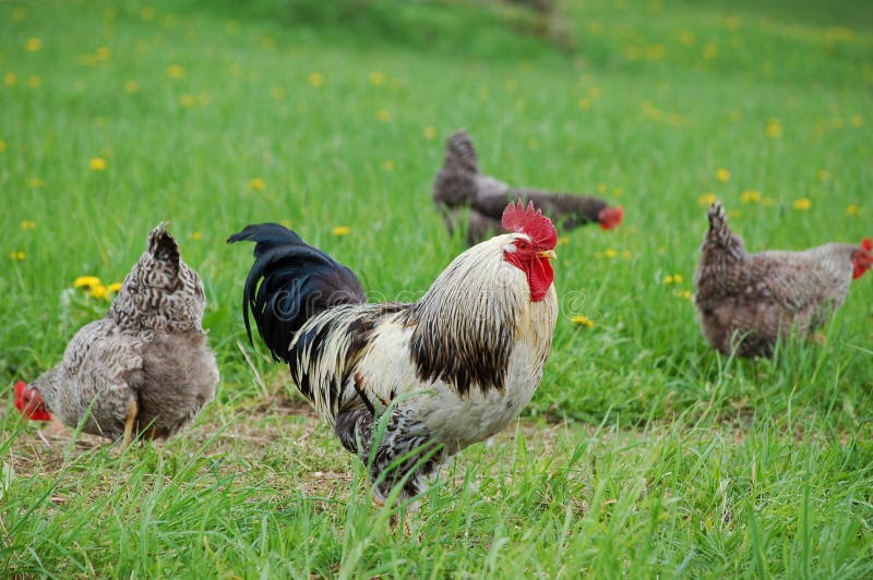 Some chicken and one in the grass. Some chicken and one in the grass