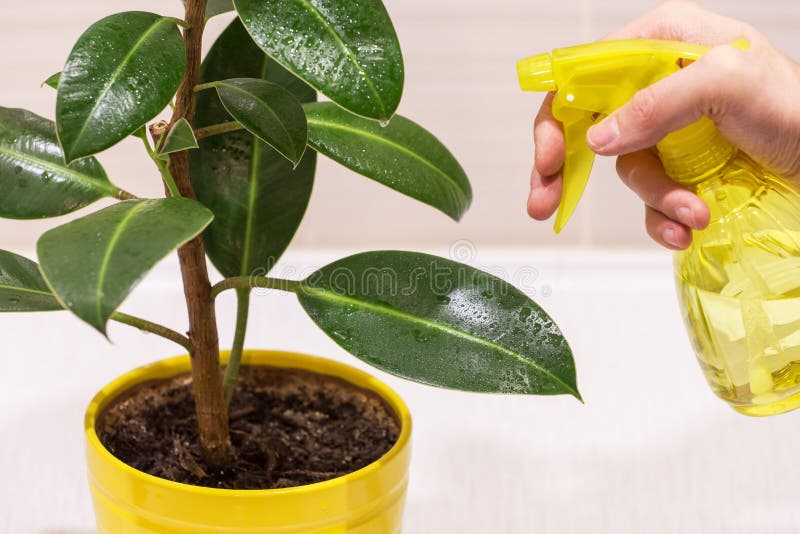 家用锅内喷水手喷榕家用植物. 大绿叶滴 免版税库存照片