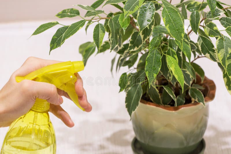 家用锅内喷水手喷榕家用植物. 滴落的绿叶 库存图片