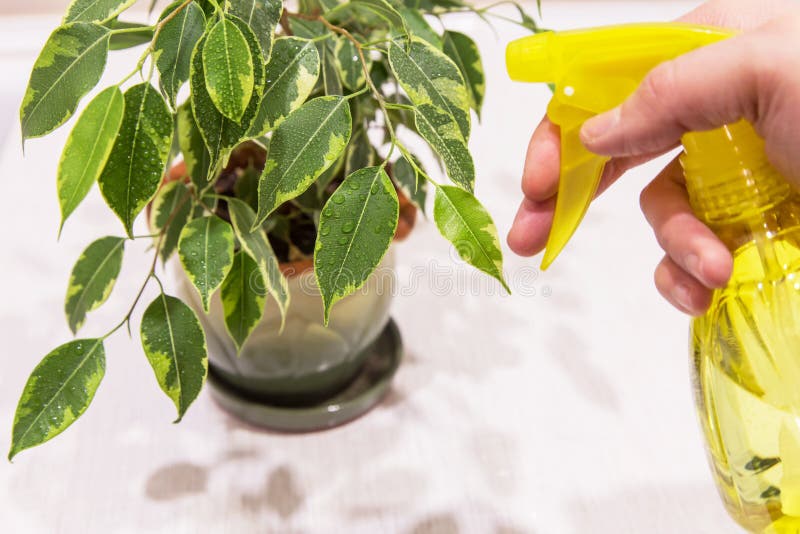 家用锅内喷水手喷榕家用植物. 滴落的绿叶 库存照片
