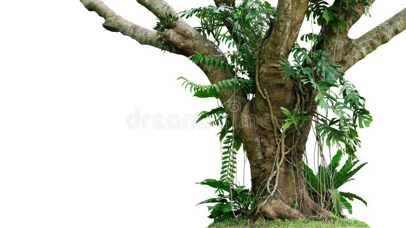 密林与攀登Monstera Monstera deliciosa,鸟的巢蕨、爱树木的人和森林兰花绿色叶子的树干 免版税库存照片 密林与攀登Monstera Monstera deliciosa,鸟的巢蕨、爱树木的人和森林兰花绿色叶子的树干 免版税库存照片