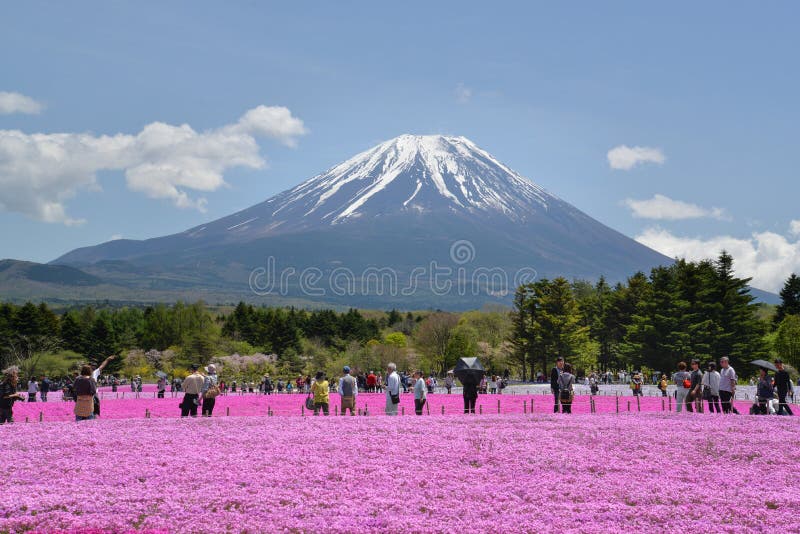 富士Shibazakura节日, Kawagujiko日本 免版税库存图片 富士Shibazakura节日, Kawagujiko日本 免版税库存图片