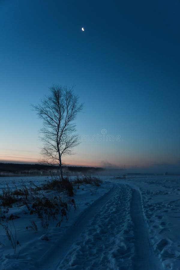 寒冬孤树等待日出