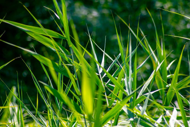 Colorful background created by shooting details of plants. the dominant green color in nature due to chlorophyll photosynthesis. Colorful background created by shooting details of plants. the dominant green color in nature due to chlorophyll photosynthesis.