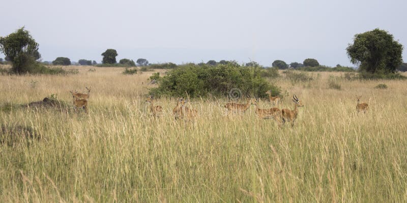 Group of male and female kob antelope in tall grasses in Queen Elizabeth National Park, Uganda. Group of male and female kob antelope in tall grasses in Queen Elizabeth National Park, Uganda.